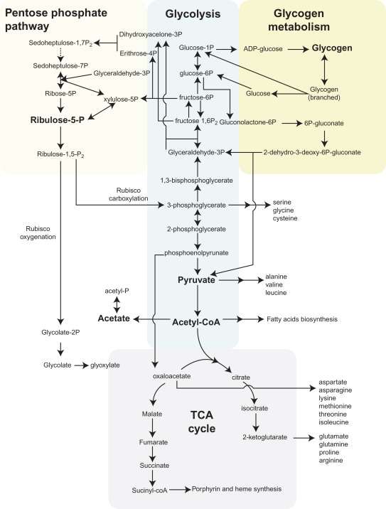 >The pentose phosphate pathway in relation to glycolysis, glycogen metabolism and the tricarboxylic acid (TCA) cycle