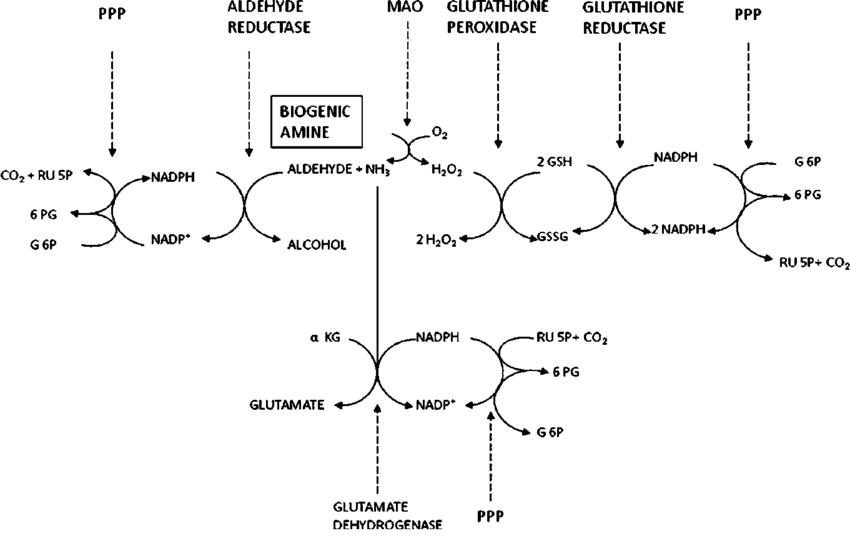 >Role of glutathione cycle and the pentose phosphate pathway in the detoxification of hydrogen peroxide and biogenic amines in rat brain