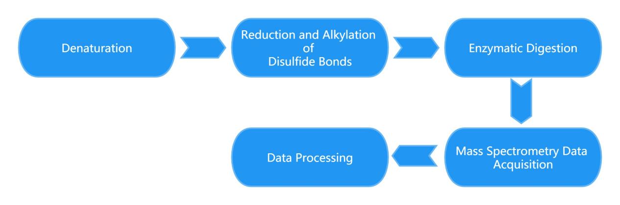 Figure 1. Workflow of Peptide Mapping Service at Creative Proteomics