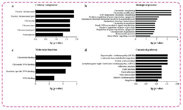 Figure 2: GO and KEGG Analysis of Peptide Precursors