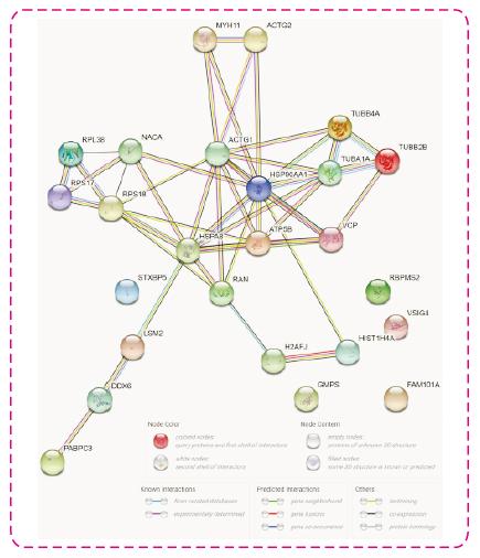 Figure 3: Protein-Protein Interaction Network of Peptide Precursors