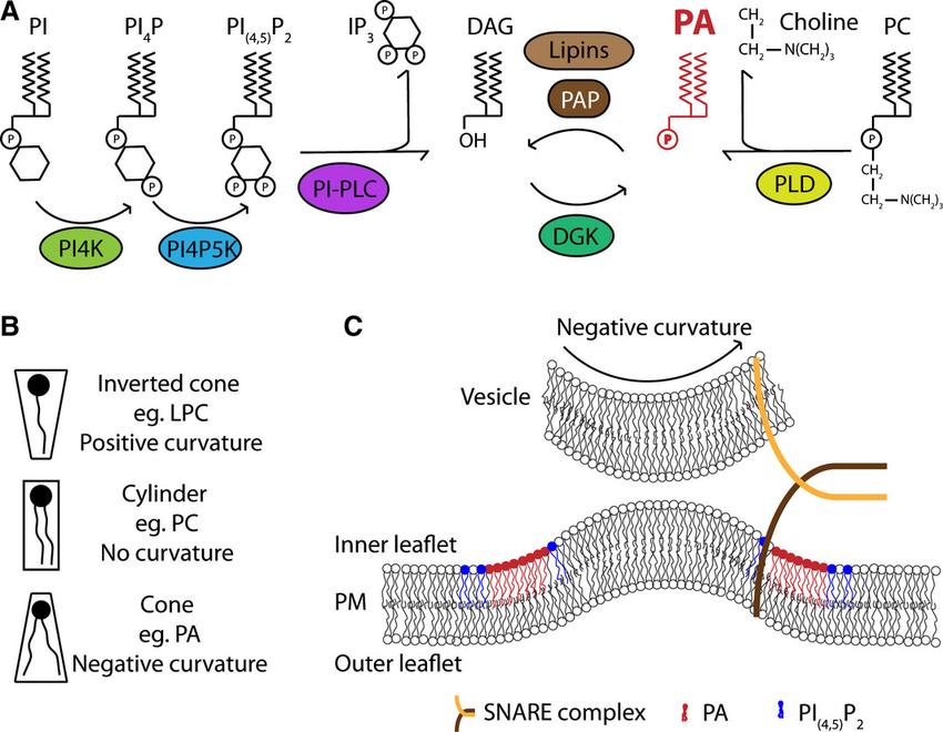 Phosphatidic acid generation and its role in modulating negative membrane curvature