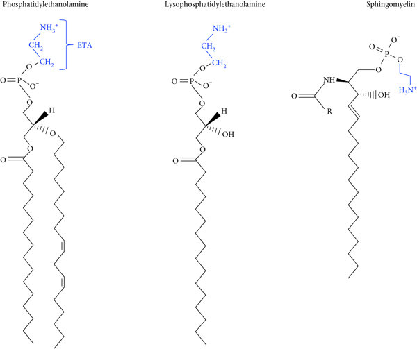 Lipids with a phosphoethanolamine head group