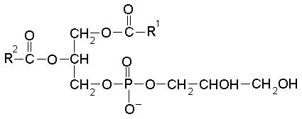 Phosphatidylglycerol