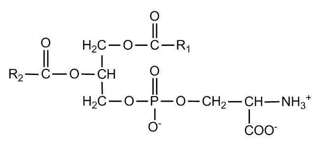 Phosphatidylserine (PS): Structure, Functions, and Detection