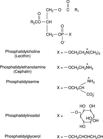 Phospholipid structure