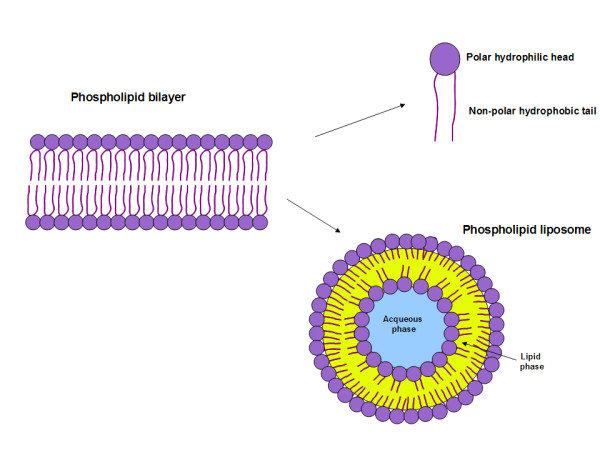 Phospholipid bilayer composed of hydrophobic non-polar tails and hydrophilic polar heads