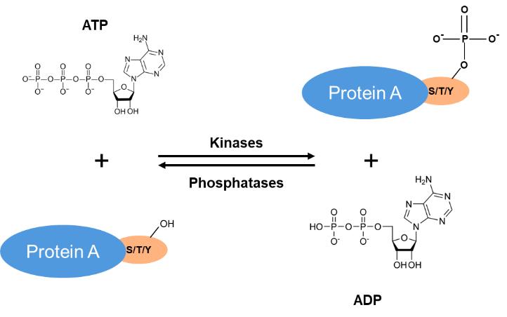 Phosphoproteomics Service