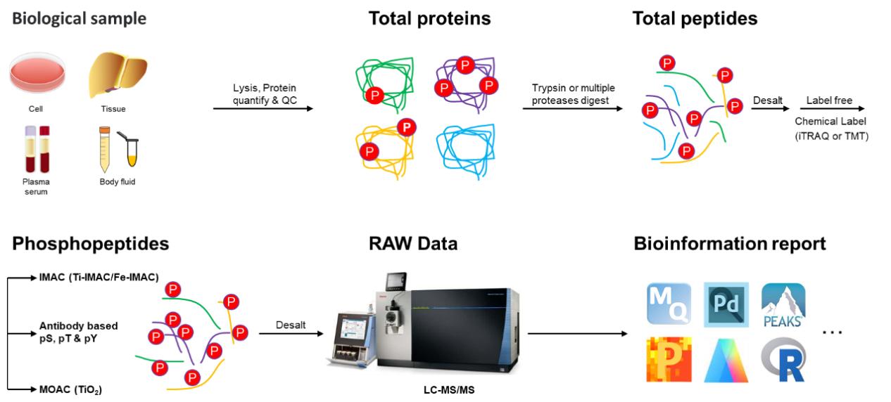 Phosphoproteomics Service