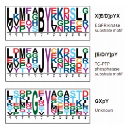 The newly discovered three motifs