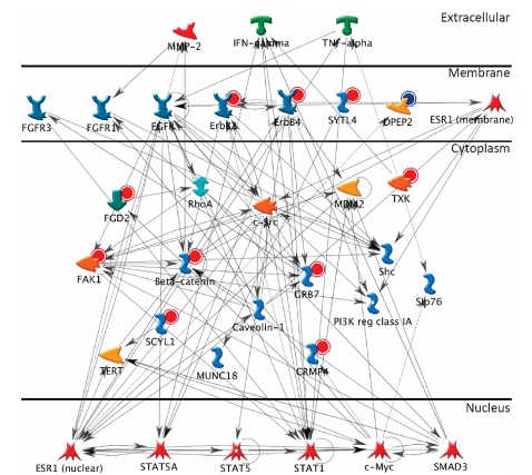 Identification of tyrosine-phosphorylated proteins associated with lung cancer metastasis using label-free quantitative analyses.