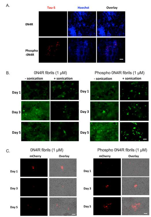 Phosphorylated tau increases the uptake of recombinant tau protein and enhances the seeding of tau fibrils in tau biosensor cells.