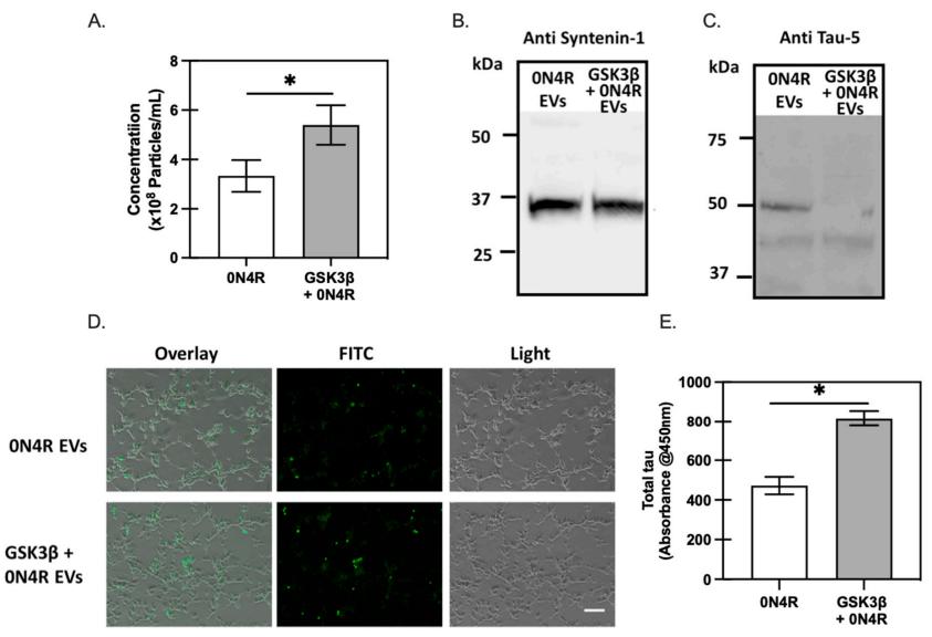 Phosphorylation of tau promotes its propagation between neurons.