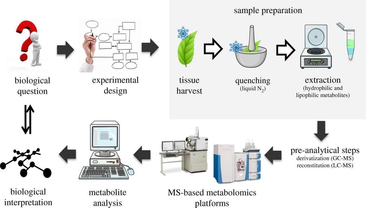 Typical plant metabolomics workflow