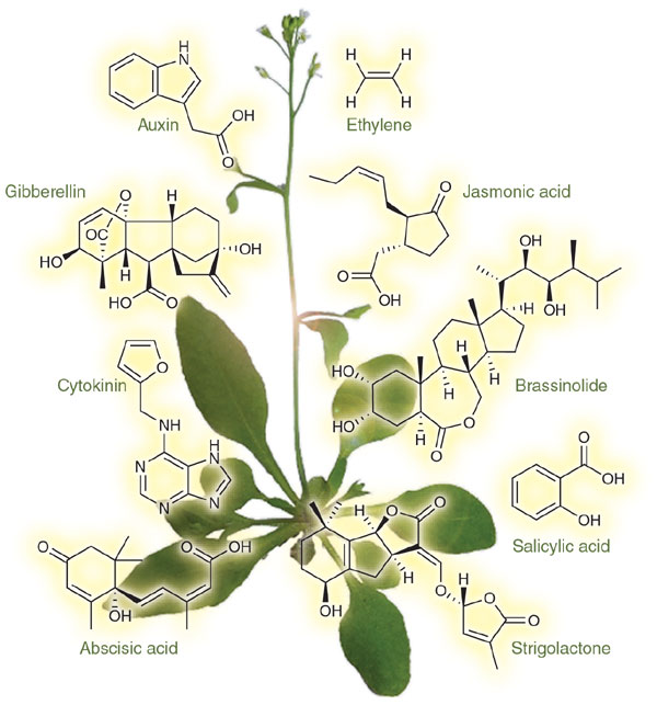 Plant Hormones Analysis Service