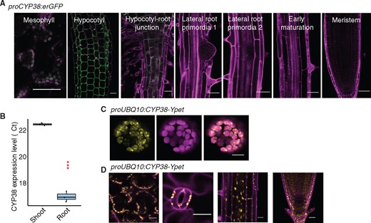 CYP38 is highly expressed in shoots and localized in plastids.