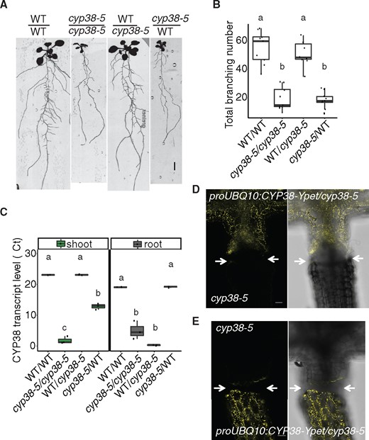 The activity of CYP38 in shoots is essential for LR emergence.