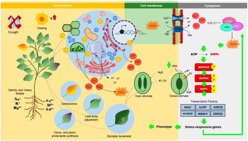 Abiotic stresses signal integration and adaptive responses in plants