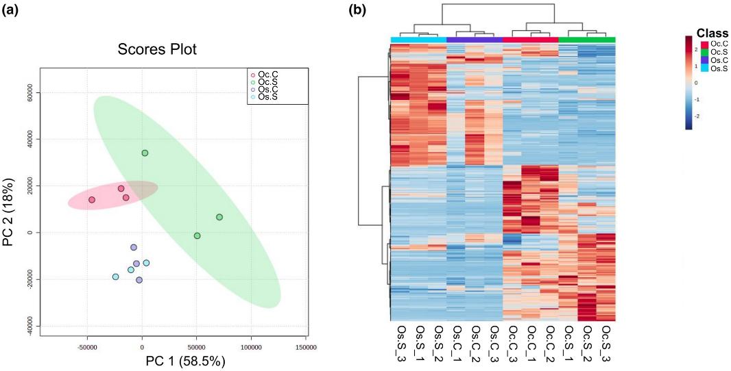 (a) PCA score plot showing metabolite profiles of Oryza sativa and Oryza coarctata under control and salt stress. Red and green ellipsoids represent the 95% confidence intervals for non-stressed and stressed Oryza coarctata, respectively. (b) Hierarchical clustering heatmap for the top 500 metabolites of Oryza sativa and Oryza coarctata under different stress conditions. The heatmap shows metabolite concentrations, with red indicating higher concentrations and blue indicating lower concentrations.