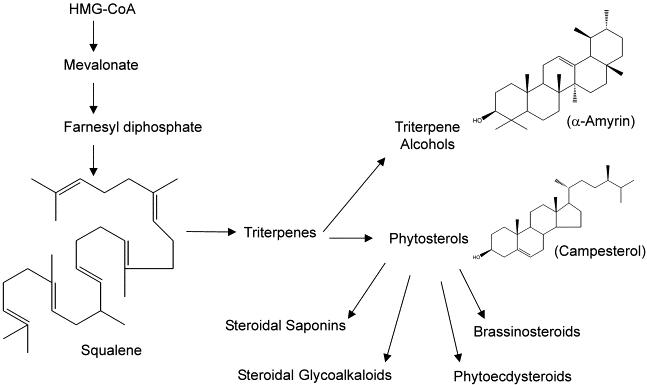 Biosynthesis of phytosterols and other triterpenes