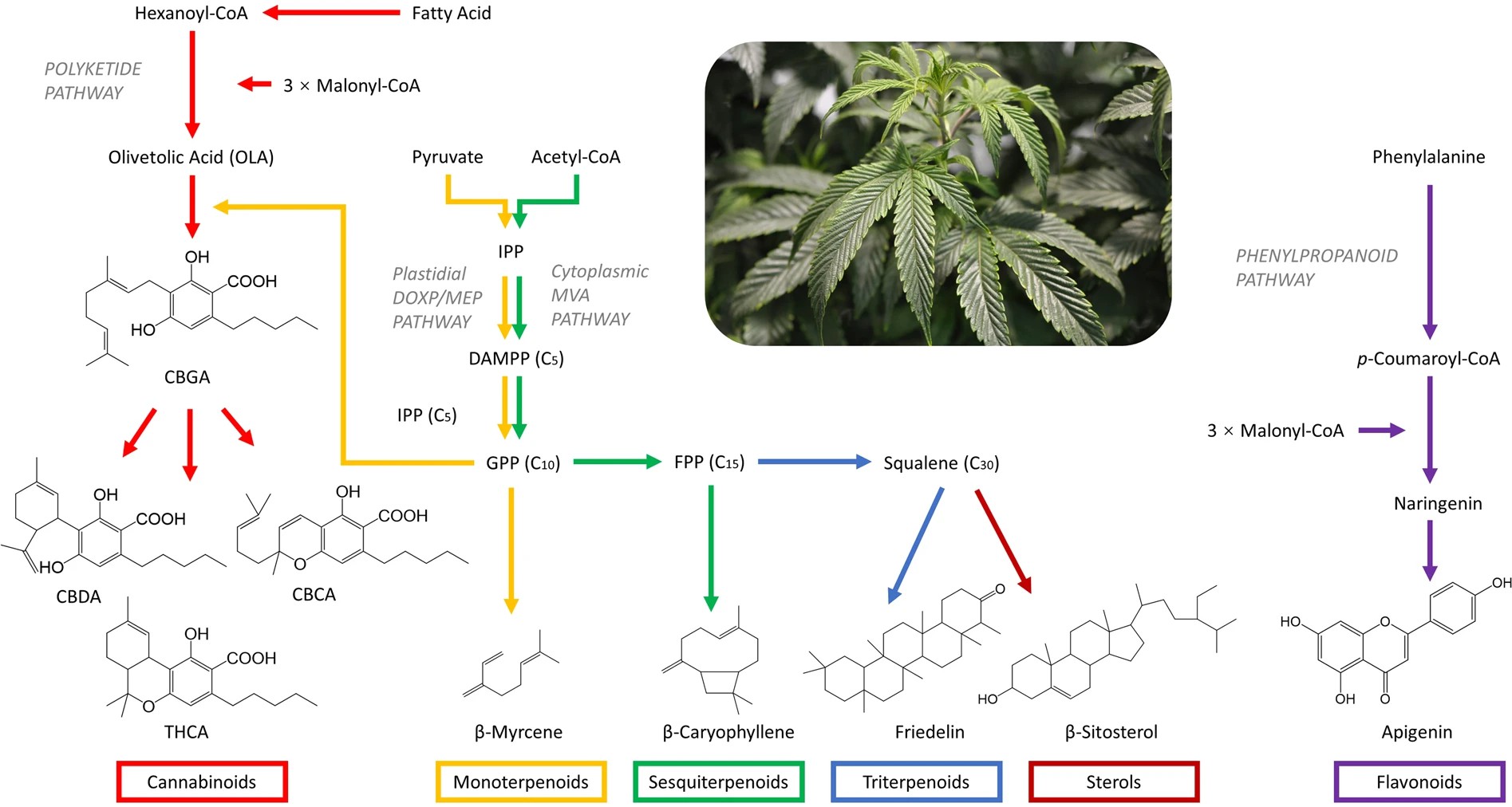 Synthetic pathways of terpenes, sterols, and flavonoids.