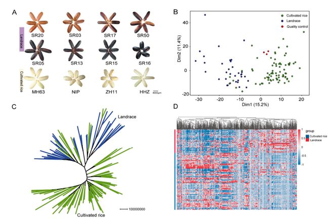 Plant Widely-Targeted Metabolomics Service