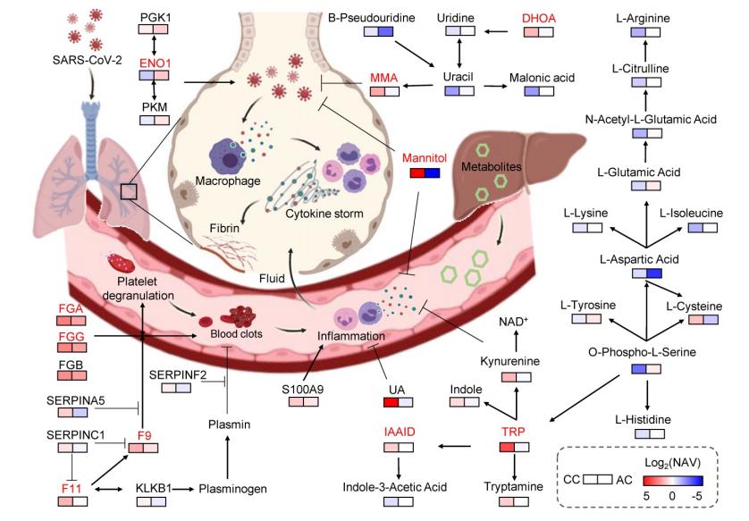 Result 3: Validation of Plasma Molecular Changes in an In Vitro Viral Infection Model