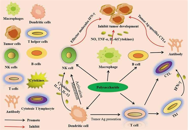 Polysaccharide anti-tumor immune regulatory mechanism