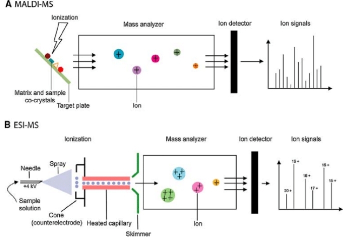 MALDI-MS and ESI-MS procedures