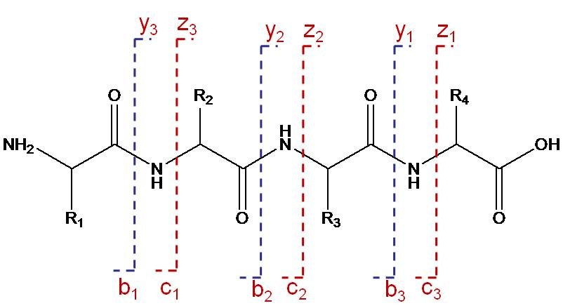 Nomenclature of b-and y-, as well as c-and z-ions generated most commonly upon collision-induced dissociation and electron capture dissociation of peptide ions