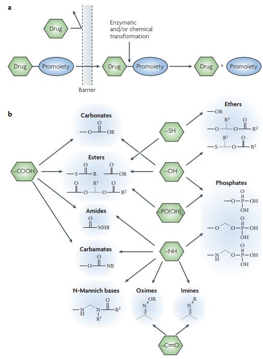 A simplified representative illustration of the prodrug concept