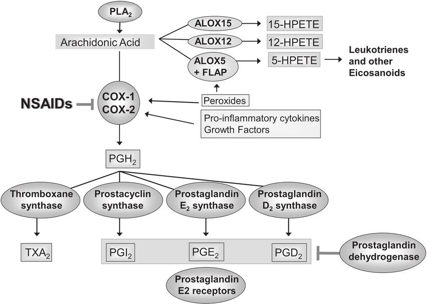 Prostaglandin synthesis pathway