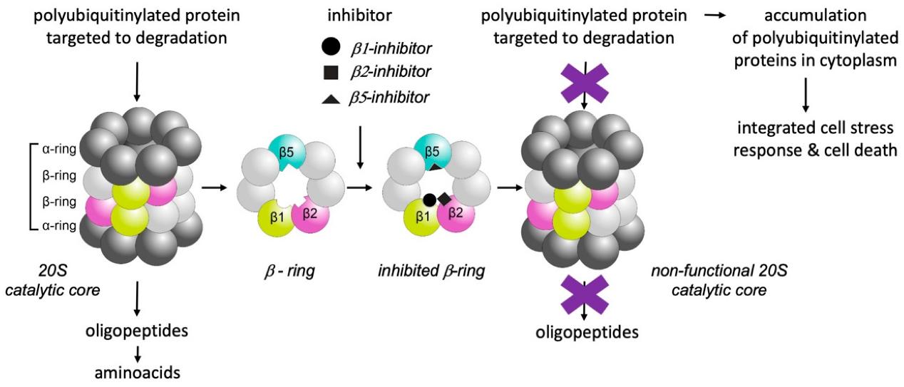 Protease and Phosphatase Inhibitors in Protein Preparation