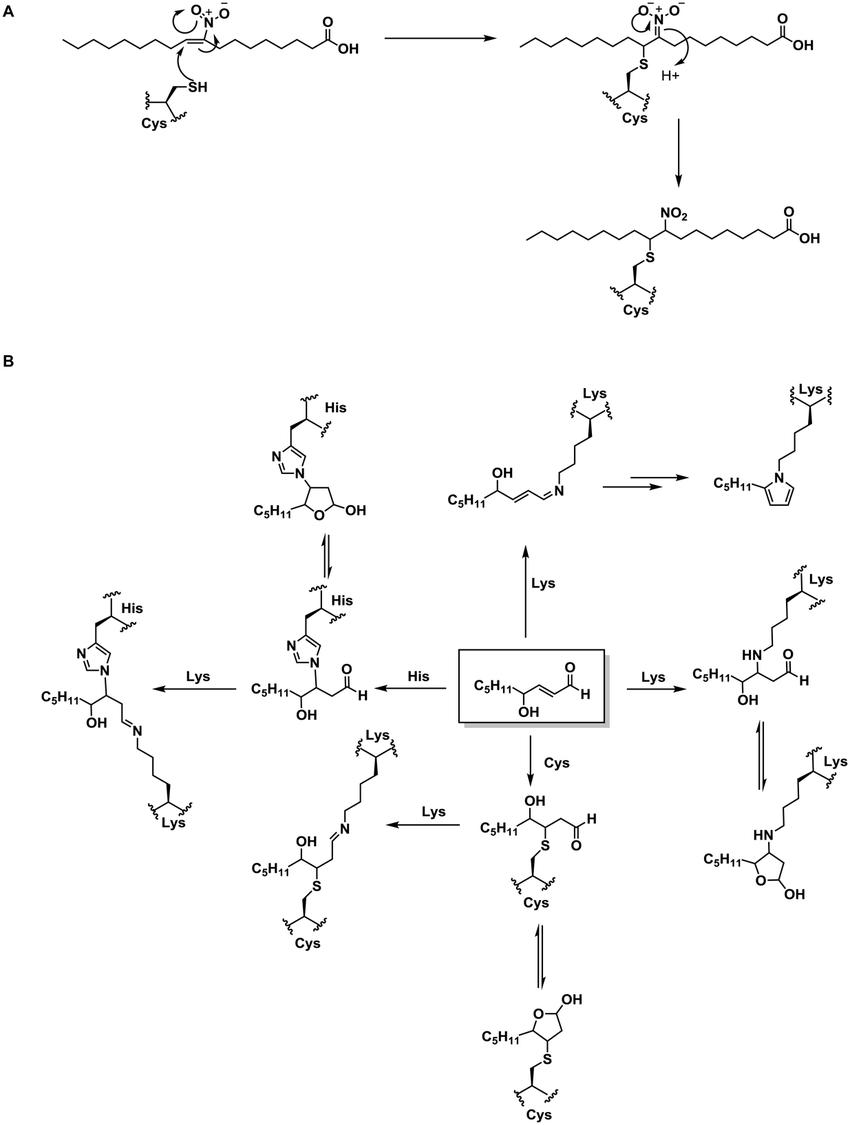 Protein alkylation by (A) monofunctional RES, 9-nitroleic acid, versus (B) modifications by the multifunctional RES, HNE.