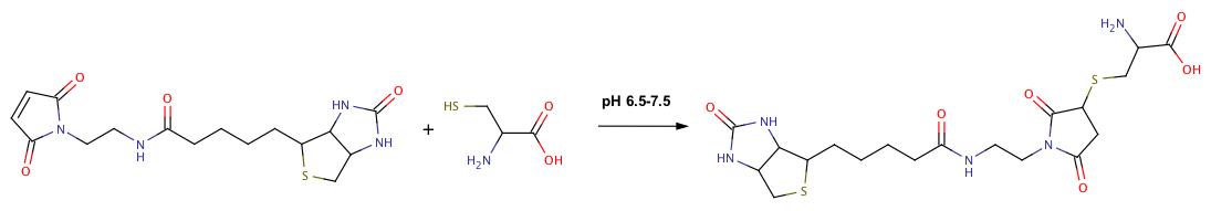 Biotinylation