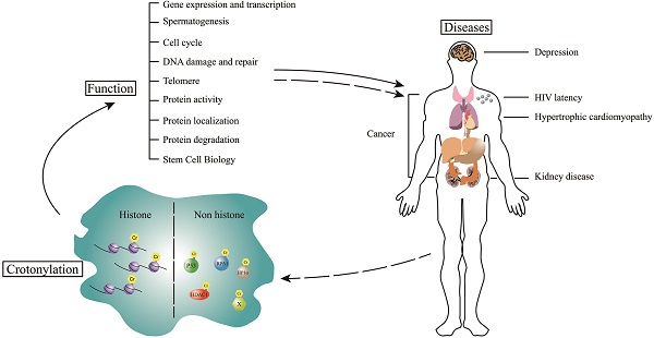 The Function and related Diseases of Protein Crotonylation