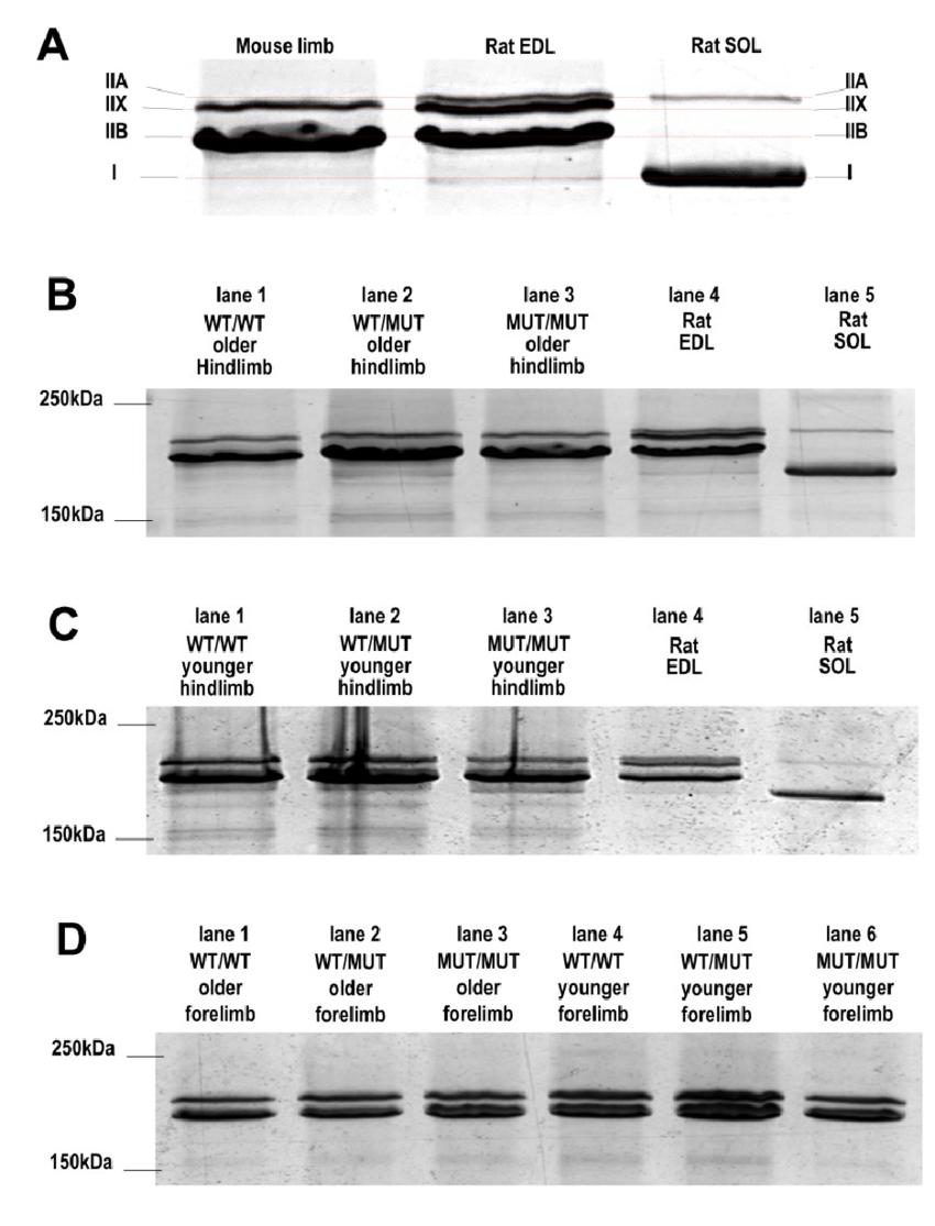 Silver-stained SDS-PAGE gels confirm fibre types assigned to individual fibres in histological sections of EDL and SOL muscles