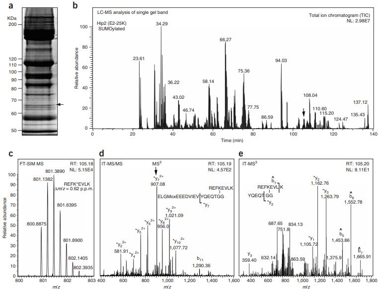 Characterization of a modified protein by GeLCMS