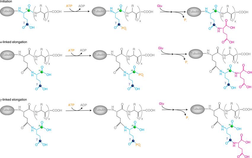 Glutamylation has two general phases: initiation and elongation Initiation consists of the addition of a branch-point glutamate to the γ-carboxyl group of an internal glutamate in a polypeptide chain