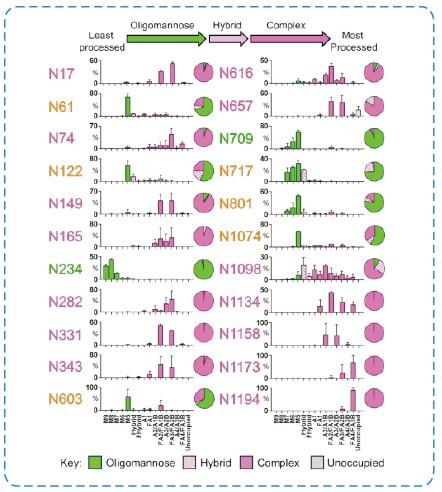 Figure 2. Site-Specific N-Glycosylation of SARS-CoV-2 S Glycoprotein