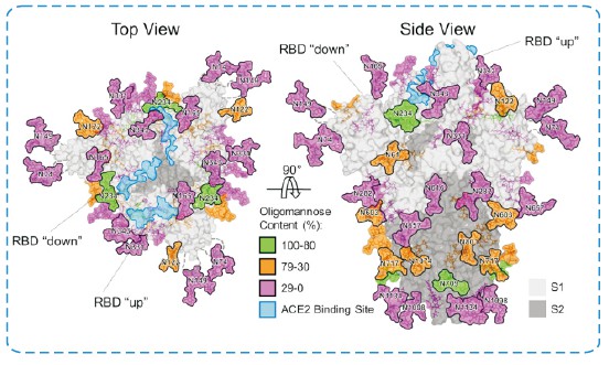 Figure 3. Structural-Based N-Linked Glycoprofiling of SARS-CoV-2 S