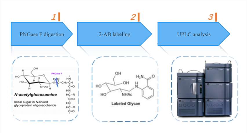 N-glycan / O-glycan Profiling