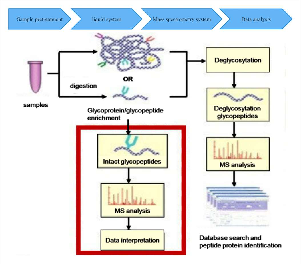 Analysis Workflow