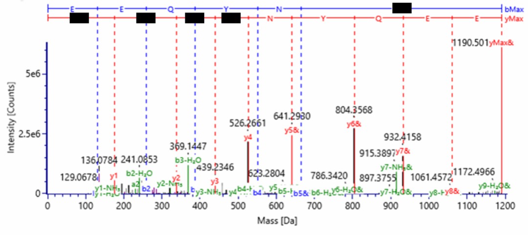 Peptide Fragmentation (MS2) Spectra of Untreated N-Glycans (Top) and N-Glycans After Enzymatic Cleavage (Bottom) for Peptide Sequence (XXXXX)