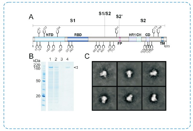 Figure 1. Expression and Verification of SARS-CoV-2 S Glycoprotein