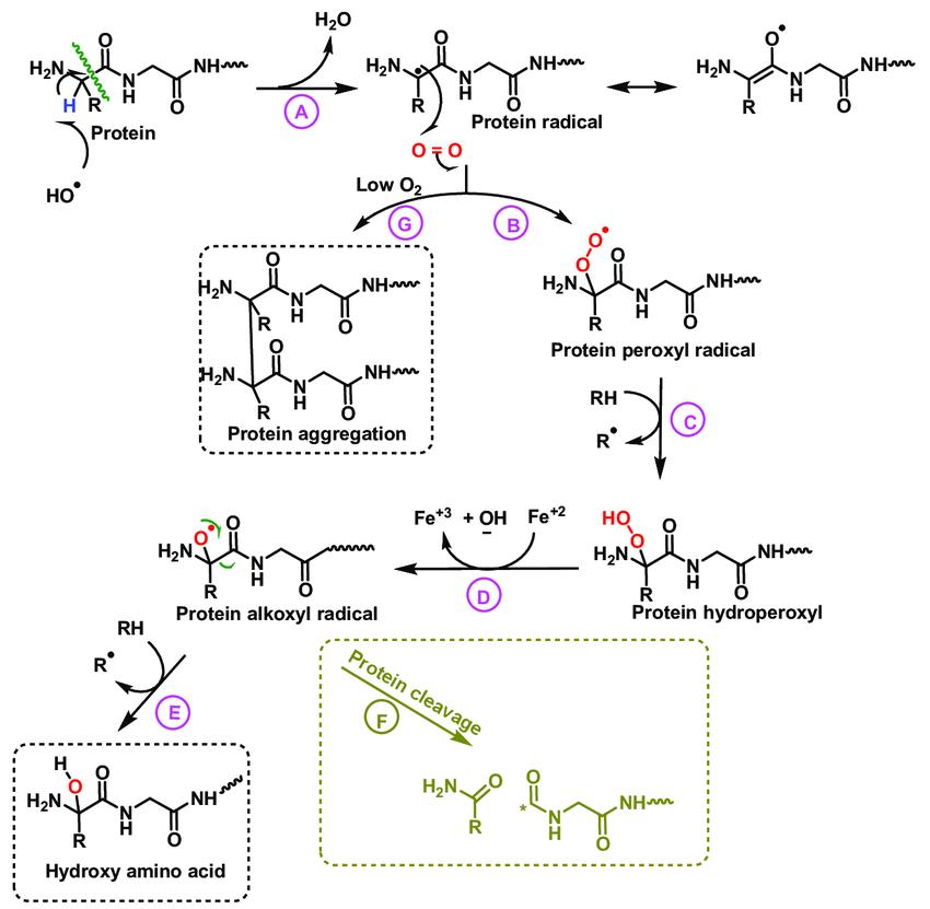 Mechanism of protein hydroxylation