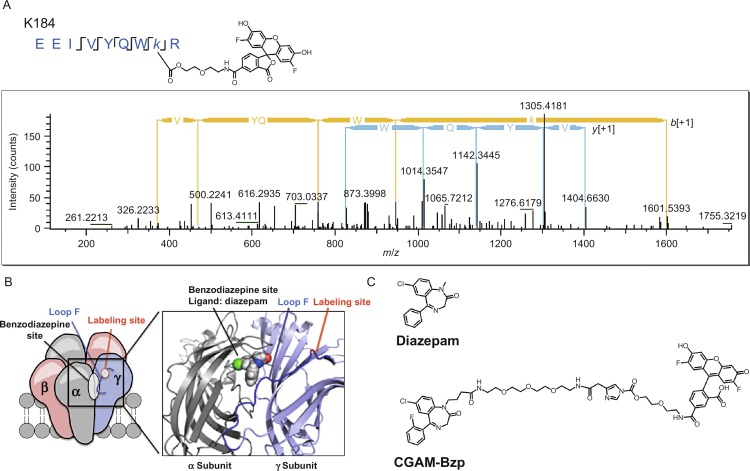 Identification of labeled site for benzodiazepine binding site on GABAARs using CGAM-Bzp by peptide mapping analysis