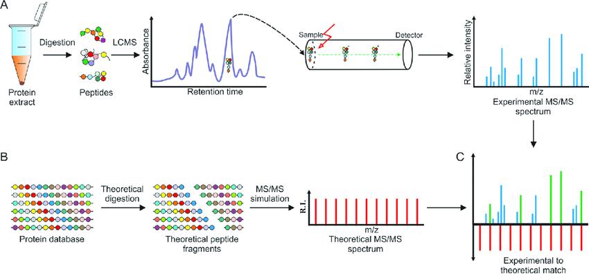 Peptide identification in mass-spectrometry shotgun approach 