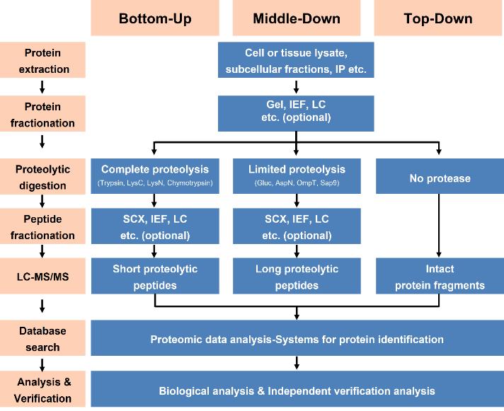 Protein identification service