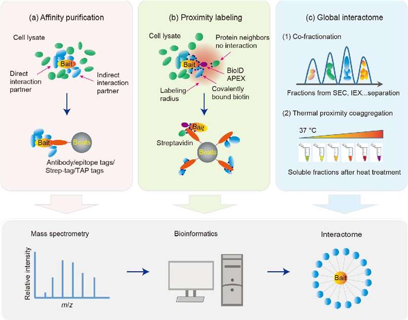 Strategies for studying interactomes with mass spectrometry (MS)